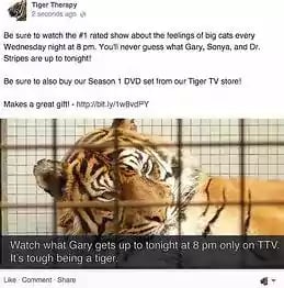 Tiger therapy Facebook post
